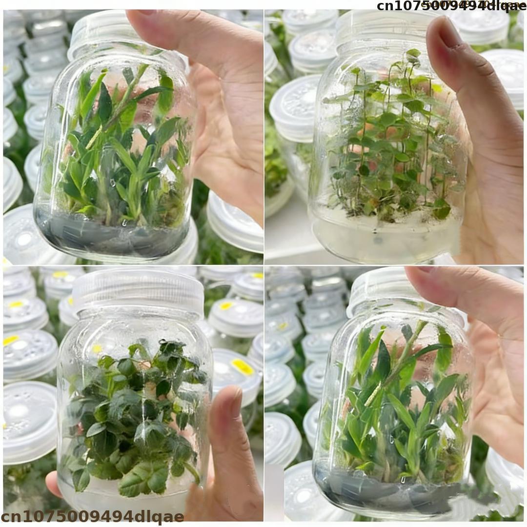 식물 조직 배양용 아가르 분말, 높은 젤 강도, 실험실 - Agar Tissue Culture 리뷰 및 가격