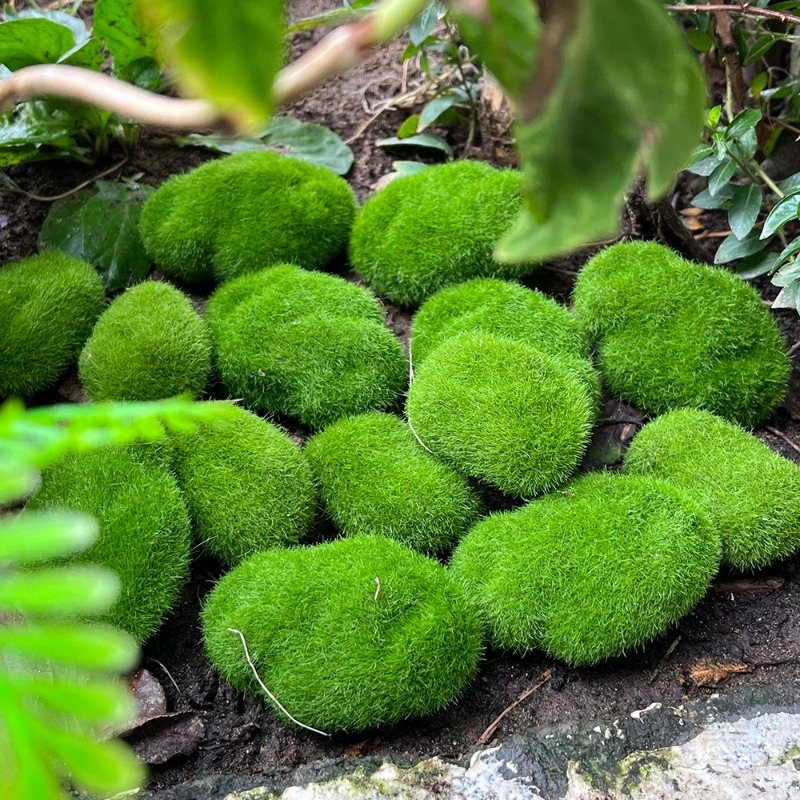 100/5PCS 인공 이끼 바위 가짜 녹색 이끼 바위  - Sphagnum Moss Dry 리뷰 및 가격