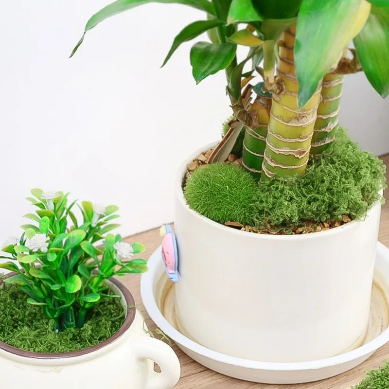 30/300G 인공 리얼 모스 페어리 가든 웨딩 파티  - Sphagnum Moss Dry 리뷰 및 가격